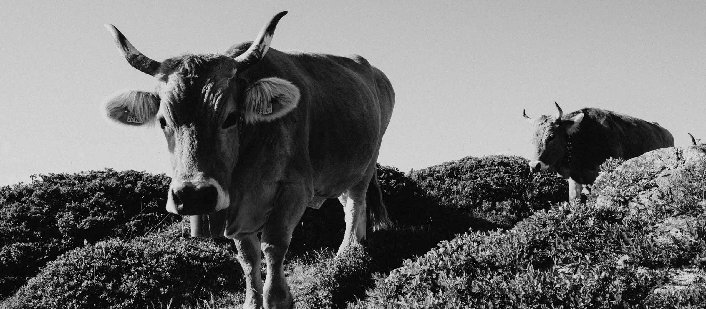 Fondues – Walker Delicia